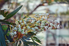 Grevillea robusta
